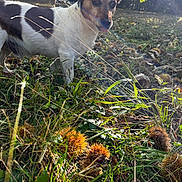 Iago a rejoint le concours — aidez-le/la à gagner de superbes lots ! animal, brown, burr, chestnut, daylight, dog, ears, field, forest, grass, leaf, nature, outdoor, pet, snout, summer, sunlight, tongue, tree, white