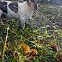 animal, brown, burr, chestnut, daylight, dog, ears, field, forest, grass, leaf, nature, outdoor, pet, snout, summer, sunlight, tongue, tree, white