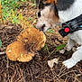 Iago a rejoint le concours — aidez-le/la à gagner de superbes lots ! animal, black, brown, closeup, collar, curious, dog, exploration, forest_floor, greenery, leaf, mushroom, nature, outdoor, pet, pine_needles, plant, sniffing, soil, white