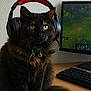 cat, tortoiseshell_cat, headset, gaming, computer, keyboard, monitor, desk, indoor, pet, fluffy, green_eyes, gaming_accessory, technology, cute, animal, feline, gamer, portrait, sitting