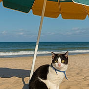 Pouple participe au concours pour gagner de l'argent avec cette photo : cat, beach, sand, umbrella, ocean, waves, sky, collar, animal, pet, outdoor, sunny, yellow_eyes, black_and_white, feline, summer, vacation, nature, cute, sitting
