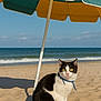 cat, beach, sand, umbrella, ocean, waves, sky, collar, animal, pet, outdoor, sunny, yellow_eyes, black_and_white, feline, summer, vacation, nature, cute, sitting