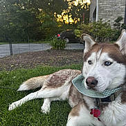 Koda Lee Clagett joined the competition — help win amazing prizes! husky, dog, blue_eyes, bandana, collar, id_tag, grass, lawn, sunset, backyard, house, driveway, car, fur, pet, canine, portrait, resting, ears, outdoor
