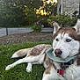 husky, dog, blue_eyes, bandana, collar, id_tag, grass, lawn, sunset, backyard, house, driveway, car, fur, pet, canine, portrait, resting, ears, outdoor