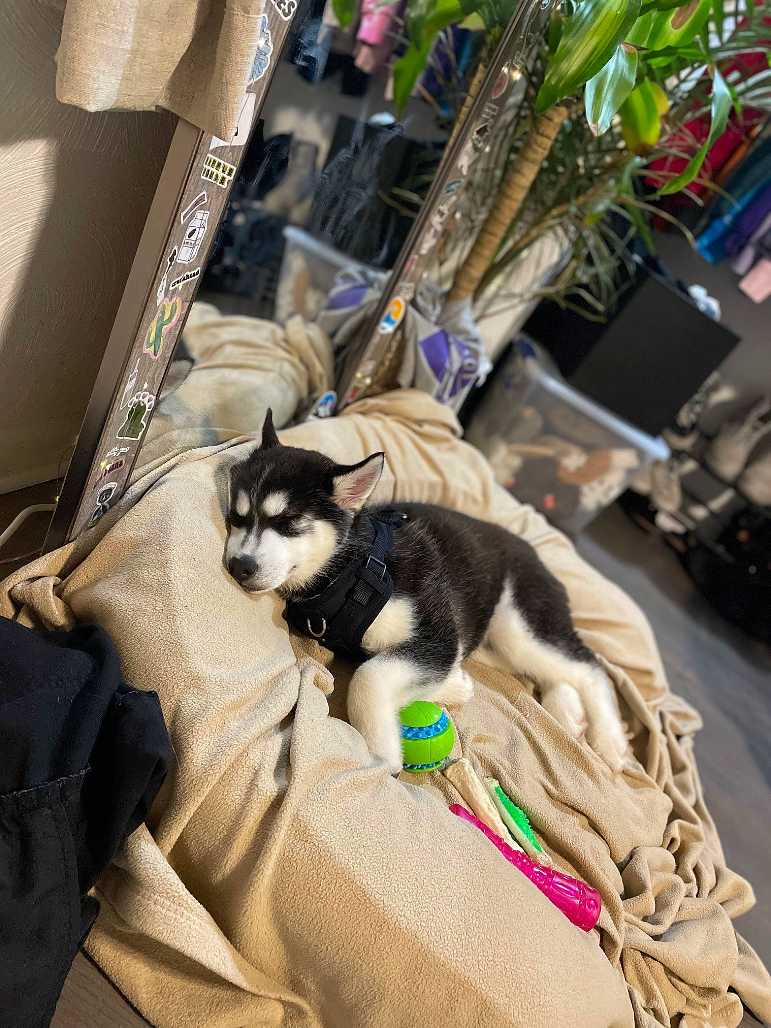 Angel is registered to the contest to win money with this photo: bag, canidae, carnivore, cat, comfort, companion_dog, dog_breed, domestic_short_haired_cat, event, fawn, felidae, flowerpot, fur, houseplant, linens, plant, small_to_medium_sized_cats, sporting_group, tree, whiskers