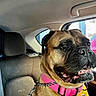 dog, boxer, pet, animal, portrait, car, vehicle, backseat, harness, pink_harness, collar, leash, short_fur, brown_dog, black_muzzle, open_mouth, teeth, sitting, indoor, daylight