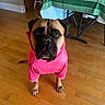 dog, boxer, pet, pink_outfit, clothing, dressed_up, standing, indoors, hardwood_floor, table, tablecloth, folding_chairs, home, portrait, front_facing, brown_fur, black_mask, serious_expression, painted_nails, funny