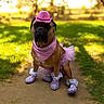 Georgia joined the competition — help win amazing prizes! dog, boxer, pet, costume, cowboy_hat, pink_hat, bandana, tutu, skirt, purple_clogs, shoes, outdoor, park, grass, path, portrait, sitting, serious_expression, fashion, sunlight