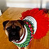 dog, pet, costume, tutu, red_tutu, colorful_clothing, beaded_collar, portrait, standing, hardwood_floor, indoor, home, lock_screen, smartphone_screenshot, clock, wood_floor, brown_dog, black_muzzle, funny, cute
