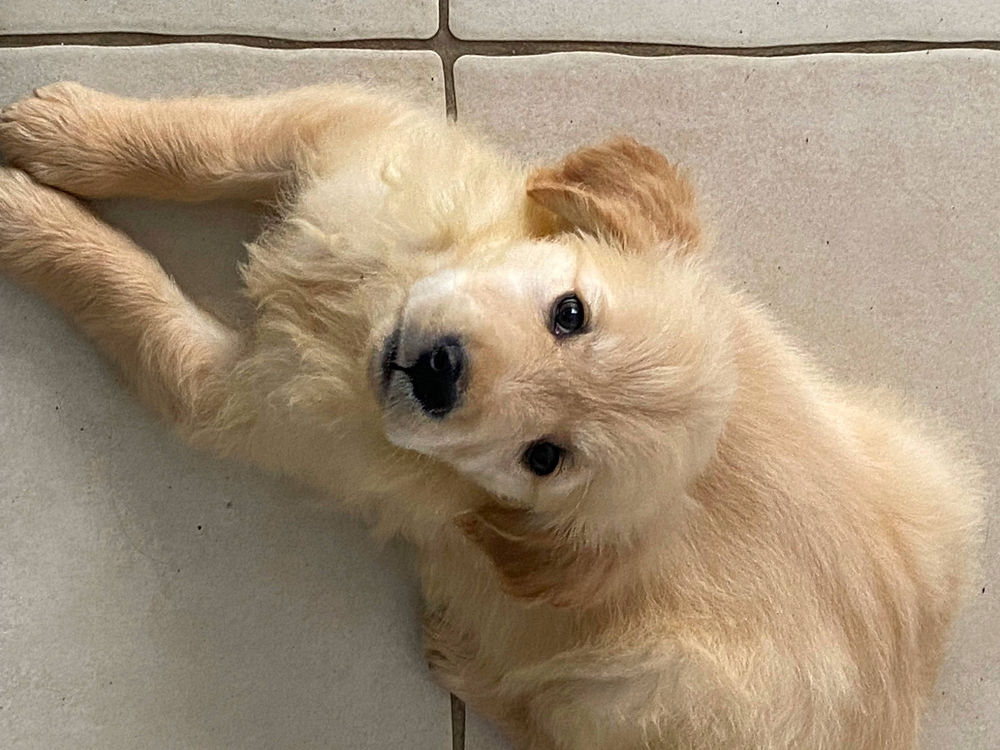 Unès participe au concours pour gagner de l'argent avec cette photo : canidae, carnivore, companion_dog, dog, dog_breed, dog_supply, fawn, fur, german_spitz_mittel, japanese_spitz, non_sporting_group, paw, small_greek_domestic_dog, small_terrier, snout, sporting_group, terrestrial_animal, volpino_italiano, whiskers, working_animal