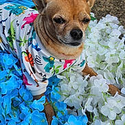 Chief is registered to the contest to win money with this photo: dog, small_dog, chihuahua, clothing, colorful_shirt, dinosaur_pattern, flowers, artificial_flowers, blue_flowers, white_flowers, outdoor, pet, animal, cute, resting, close_up, fur, ears, nose, portrait