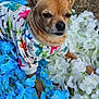 dog, small_dog, chihuahua, clothing, colorful_shirt, dinosaur_pattern, flowers, artificial_flowers, blue_flowers, white_flowers, outdoor, pet, animal, cute, resting, close_up, fur, ears, nose, portrait