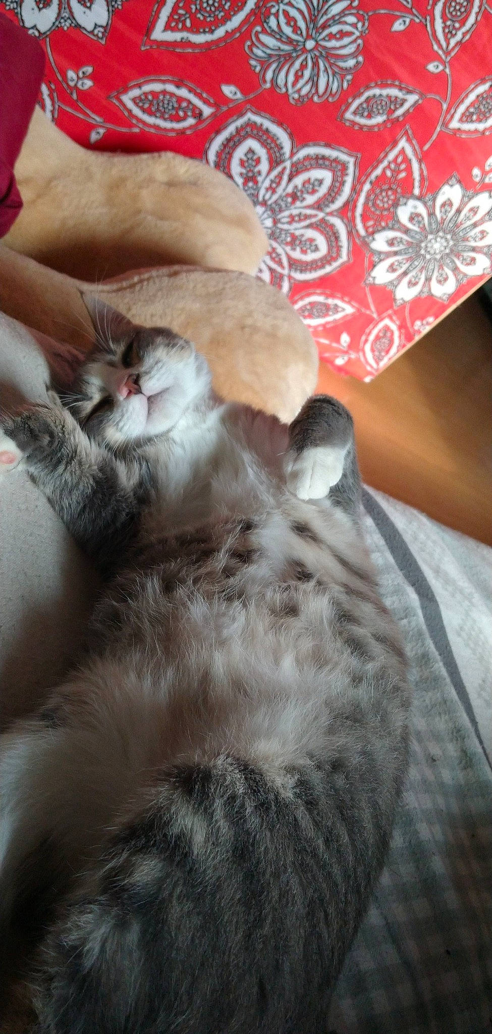 Boubou a rejoint le concours — aidez-le/la à gagner de superbes lots ! bed, carnivore, cat, claw, comfort, companion_dog, domestic_short_haired_cat, fawn, felidae, fur, grey, lap, nap, paw, sleep, small_to_medium_sized_cats, snout, tail, whiskers, wood