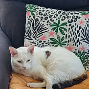 Weed a rejoint le concours — aidez-le/la à gagner de superbes lots ! animal, cat, comfort, couch, cozy, cute, cute_pet, decorative_pillow, feline, floral_pattern, fur, home, indoor, orange_blanket, pet, pillow, relaxed, resting, striped_tail, white_cat