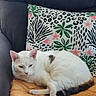 animal, cat, comfort, couch, cozy, cute, cute_pet, decorative_pillow, feline, floral_pattern, fur, home, indoor, orange_blanket, pet, pillow, relaxed, resting, striped_tail, white_cat
