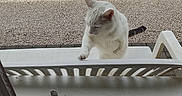 Weed a rejoint le concours — aidez-le/la à gagner de superbes lots ! animal, cat, curious, daylight, domestic_cat, fence, front_view, garden, gravel, green_grass, nature, outdoor, paw, pet, playful, railing, standing, tail, white_cat, window
