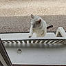 Weed a rejoint le concours — aidez-le/la à gagner de superbes lots ! cat, white_cat, outdoor, fence, gravel, railing, curious, paw, window, daylight, animal, pet, tail, standing, nature, green_grass, garden, playful, front_view, domestic_cat