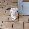 Weed participe au concours pour gagner de l'argent avec cette photo : cat, white_cat, indoor, tiled_floor, door, relaxed, pet, animal, feline, resting, floor_tile, domestic_cat, sleeping, quiet, cozy, home, peaceful, cute, fur, tail