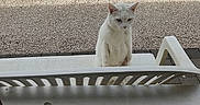 Weed a rejoint le concours — aidez-le/la à gagner de superbes lots ! cat, white_cat, outdoor, plastic_chair, gravel, fence, window, door, animal, pet, curious, standing, alone, daylight, quiet, garden, nature, looking, domestic_cat, front_view