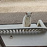 cat, white_cat, outdoor, plastic_chair, gravel, fence, window, door, animal, pet, curious, standing, alone, daylight, quiet, garden, nature, looking, domestic_cat, front_view