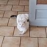 cat, white_cat, indoor, tile_floor, door, resting, pet, animal, feline, curious, relaxed, domestic_cat, home, quiet, loaf_position, black_tail_tip, light_blue_door, floor_tiles, animal_portrait, house