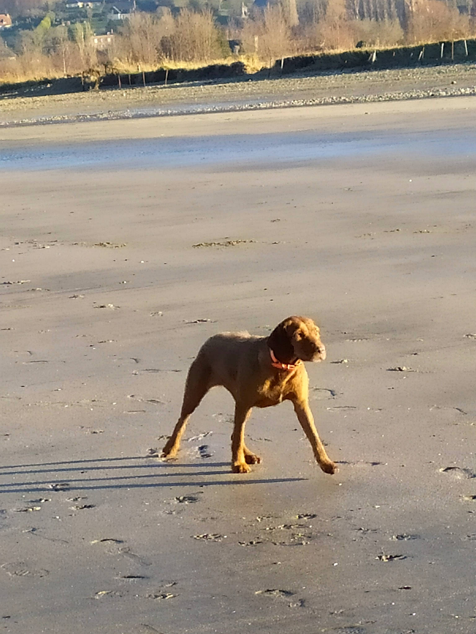 Ovoda participe au concours pour gagner de l'argent avec cette photo : canidae, carnivore, dog, dog_breed, dog_walking, hunting_dog, ocean, sand, sea, sporting_group, street_dog, working_dog