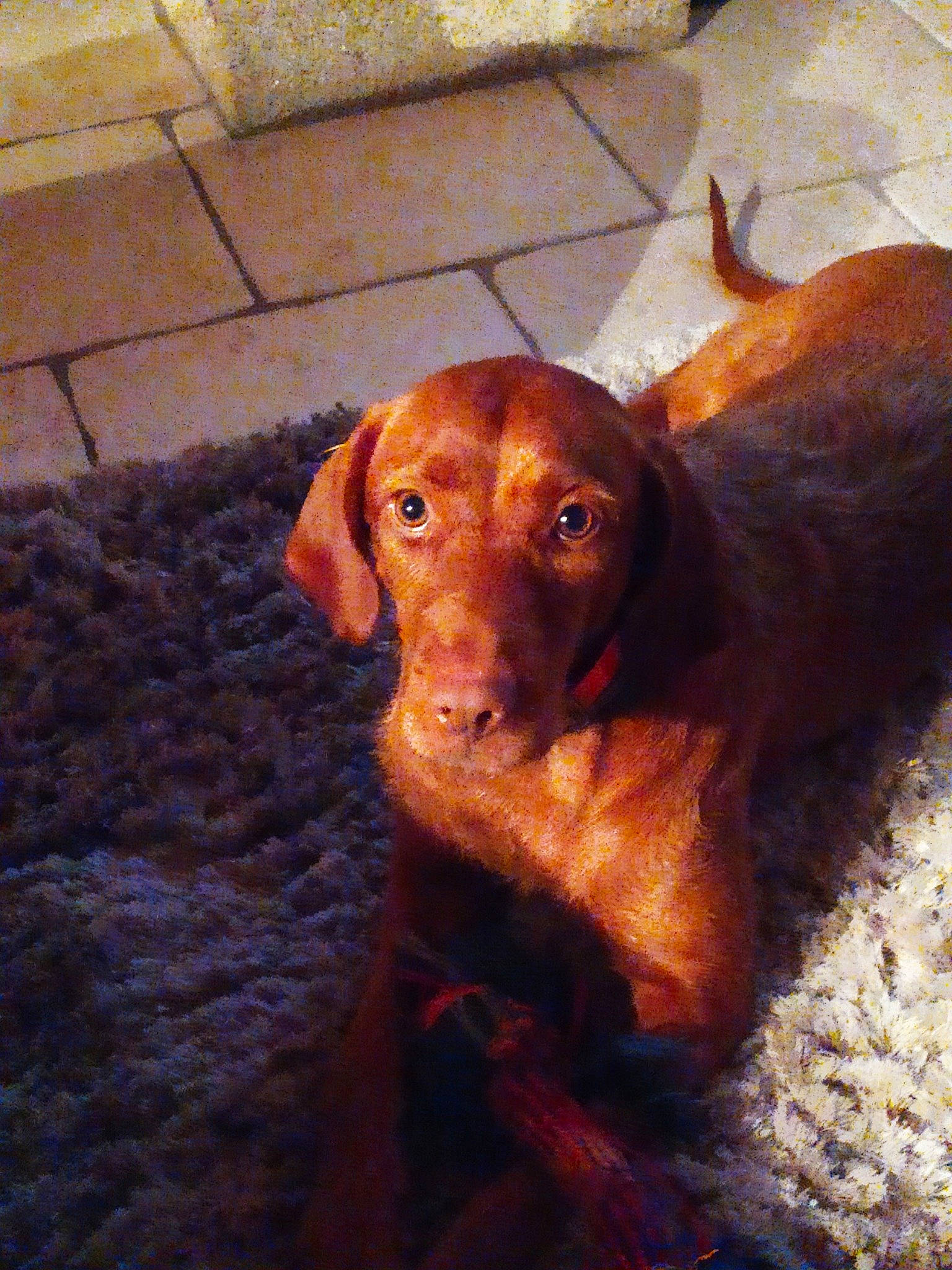 Ovoda participe au concours pour gagner de l'argent avec cette photo : canidae, carnivore, dog, dog_breed, fawn, hunting_dog, liver, mammal, pointing_breed, snout, sporting_group, vertebrate, vizsla