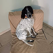 Utah participe au concours pour gagner de l'argent avec cette photo : animal, architecture, armchair, building, canine, chair, cockerspaniel, couch, cushion, dog, furniture, homedecor, hound, indoors, livingroom, papillon, pet, pointer, puppy, room