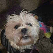 Tucker joined the competition — help win amazing prizes! dog, small_dog, toy, sneaker, indoor, carpet, fur, pet, cute, black_clothing, collar, nose, eyes, face, animal, domestic_animal, playful, close_up, furry, whiskers