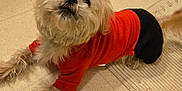 Tucker is registered to the contest to win money with this photo: dog, pet, clothing, red_shirt, black_pants, curious, fluffy, indoor, floor, tile, looking_up, small_dog, fur, cute, animal, domestic, lying_down, paws, tail, companion