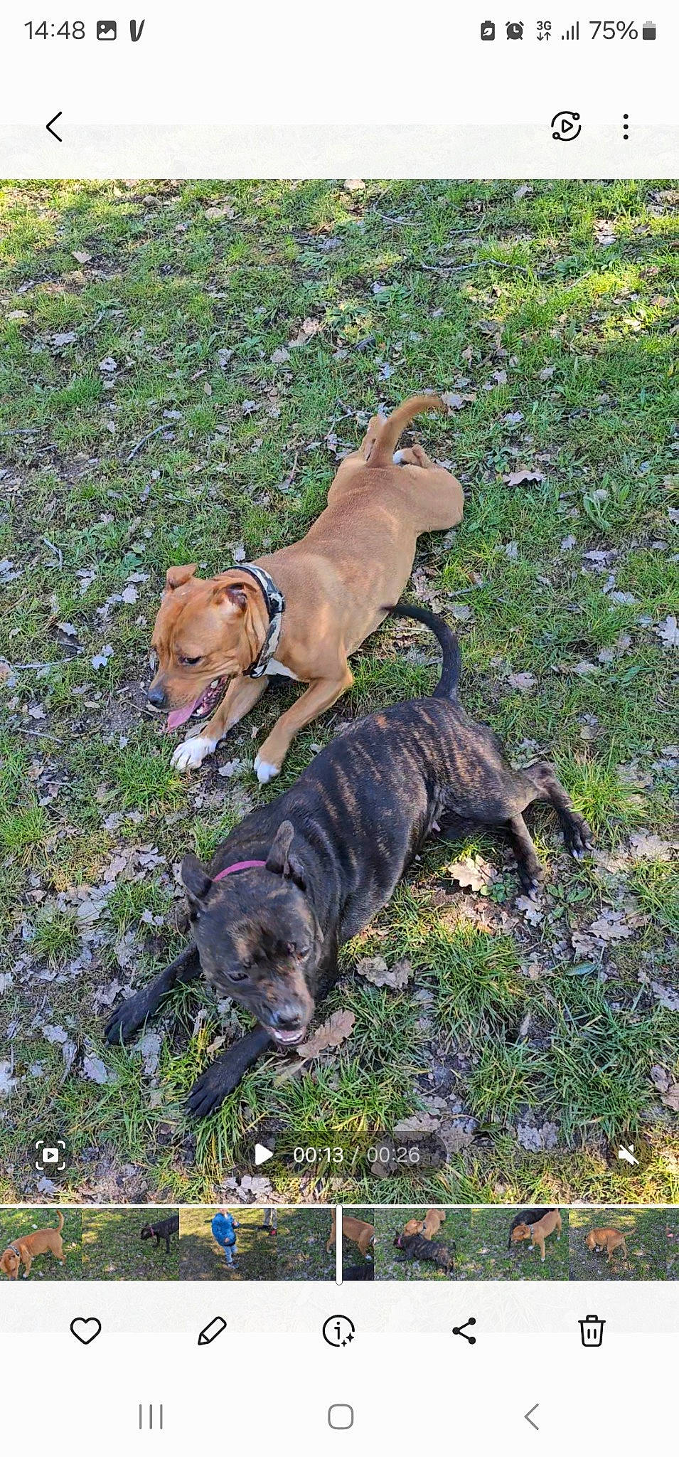 Sayia participe au concours pour gagner de l'argent avec cette photo : canidae, carnivore, collar, companion_dog, dog, dog_breed, dog_collar, dog_supply, fawn, grass, groundcover, gun_dog, hound, liver, pet_supply, plant, tail, terrestrial_animal, treeing_tennessee_brindle, working_animal