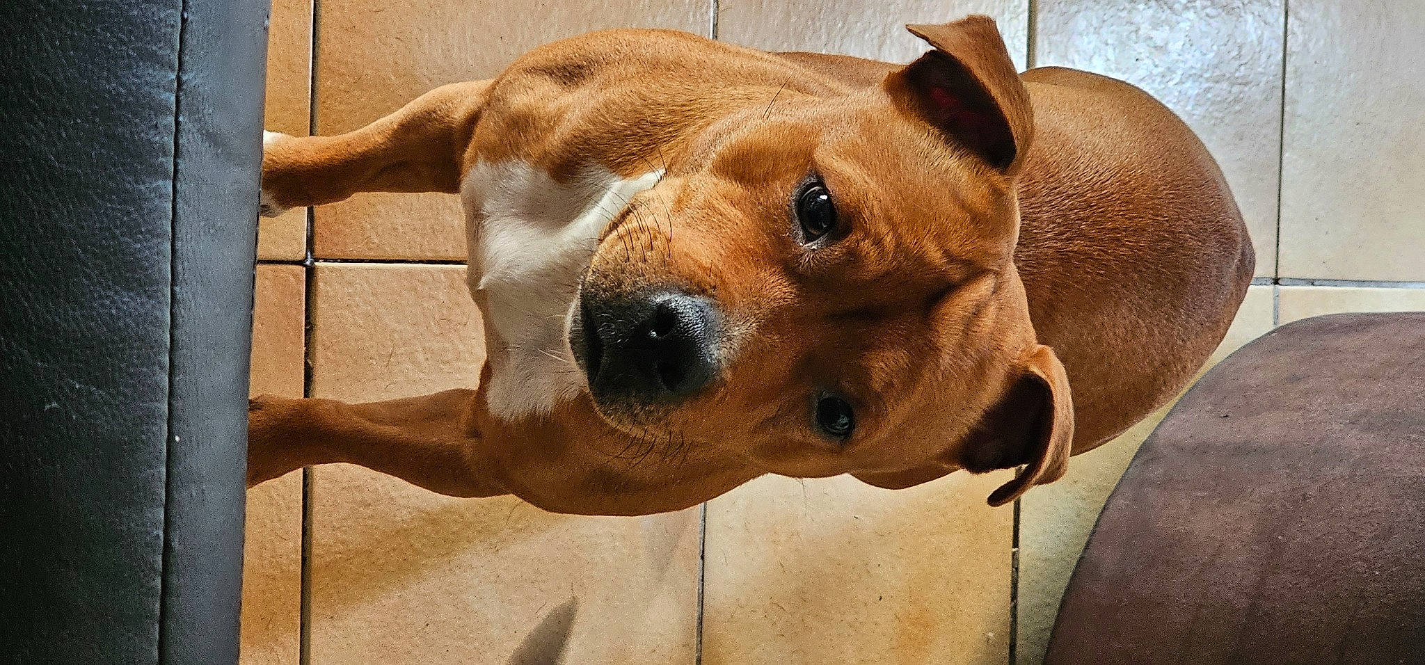 Sayia a rejoint le concours — aidez-le/la à gagner de superbes lots ! canidae, carnivore, collar, companion_dog, dog, dog_breed, dog_supply, ear, fawn, fur, jaw, liver, non_sporting_group, paw, pet_supply, snout, sporting_group, terrestrial_animal, whiskers, working_animal