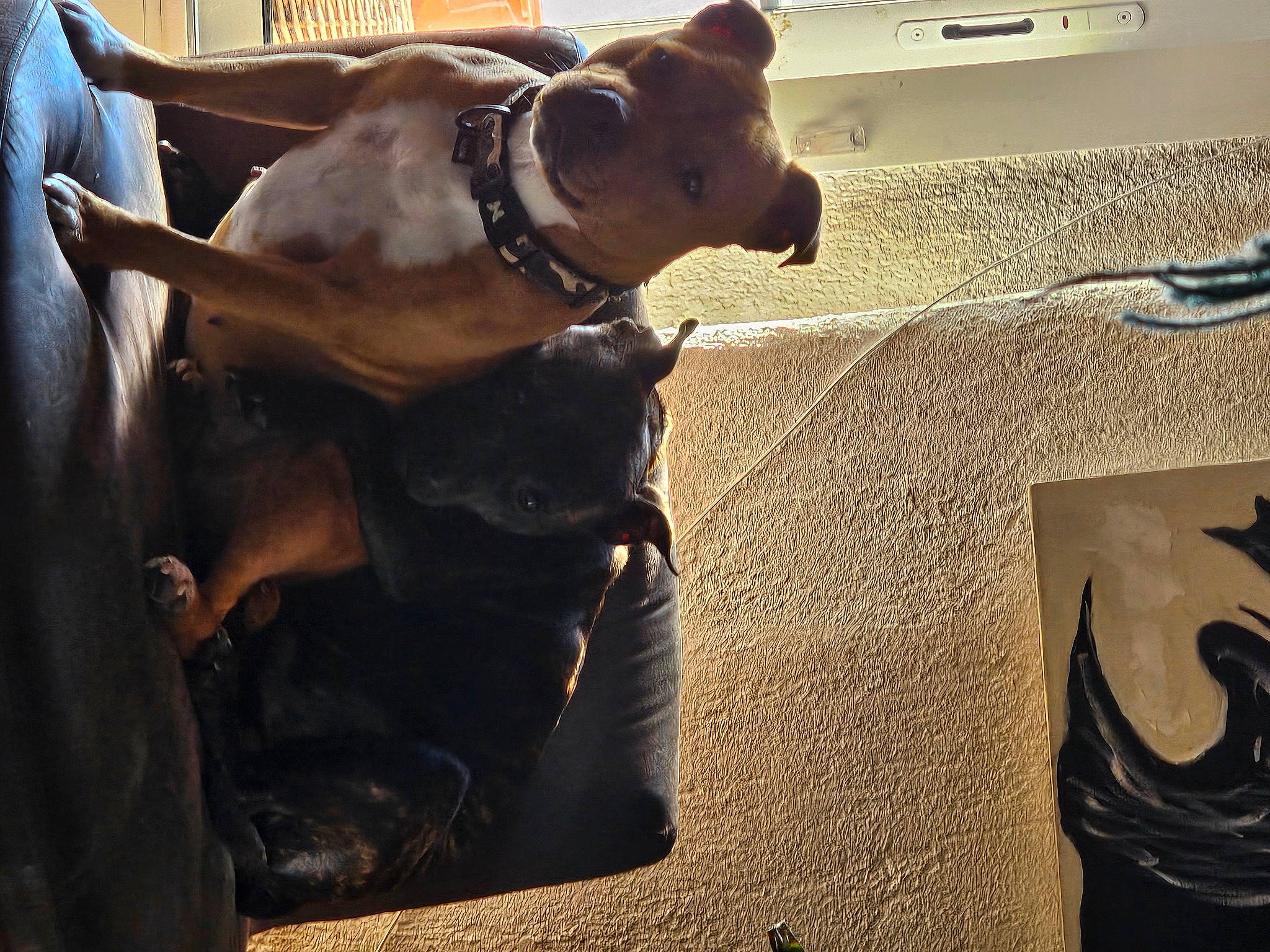 Sayia a rejoint le concours — aidez-le/la à gagner de superbes lots ! canidae, carnivore, collar, comfort, companion_dog, dog, dog_breed, dog_collar, fawn, flooring, fur, leash, metal, personal_protective_equipment, pet_supply, snout, sporting_group, toy_dog, visual_arts, working_animal