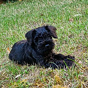 Buddy participe au concours pour gagner de l'argent avec cette photo : dog, puppy, black_dog, fluffy, long_hair, lying_down, grass, lawn, outdoor, garden, pet, animal, canine, playful, relaxed, portrait, furry, ground, nature, photography