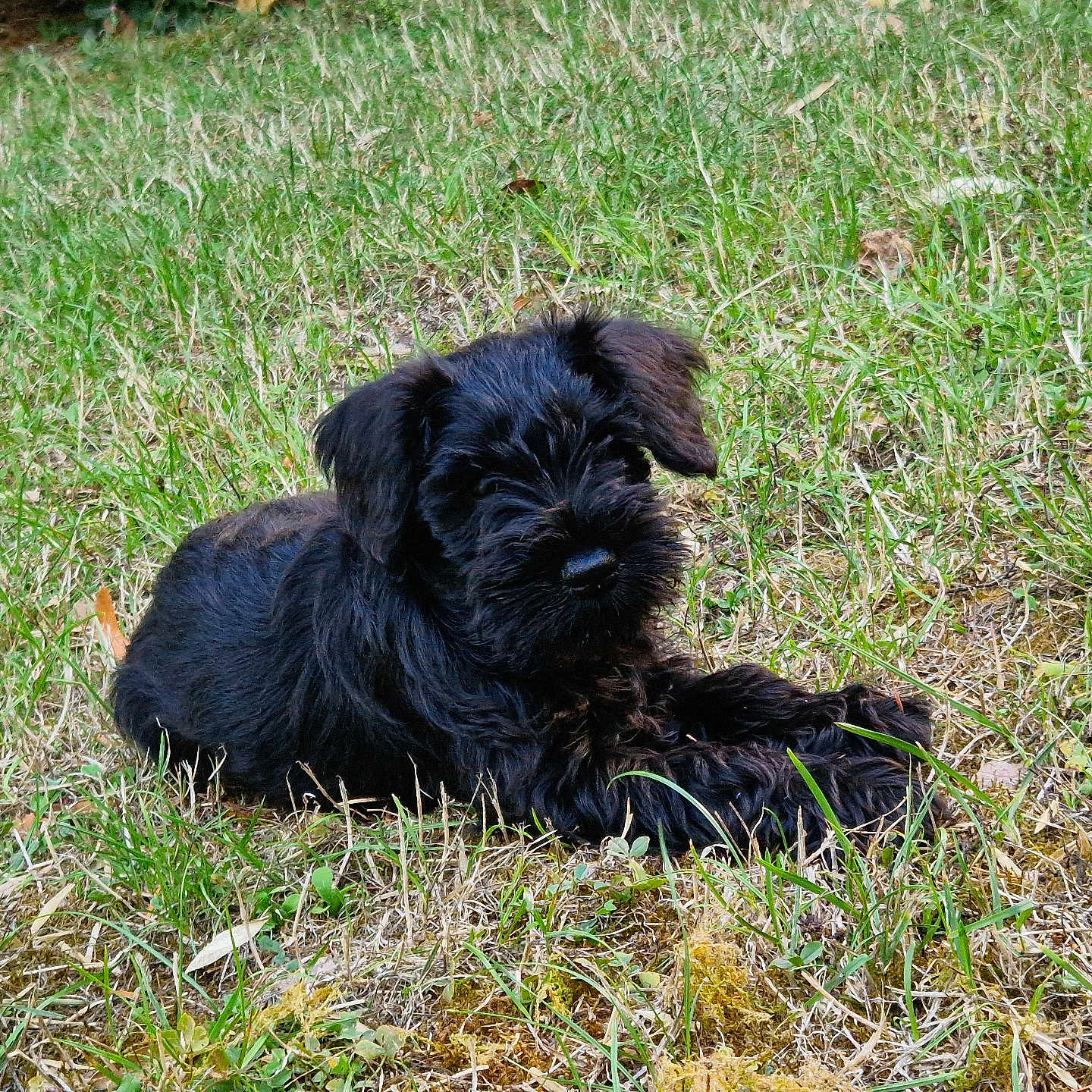 Buddy