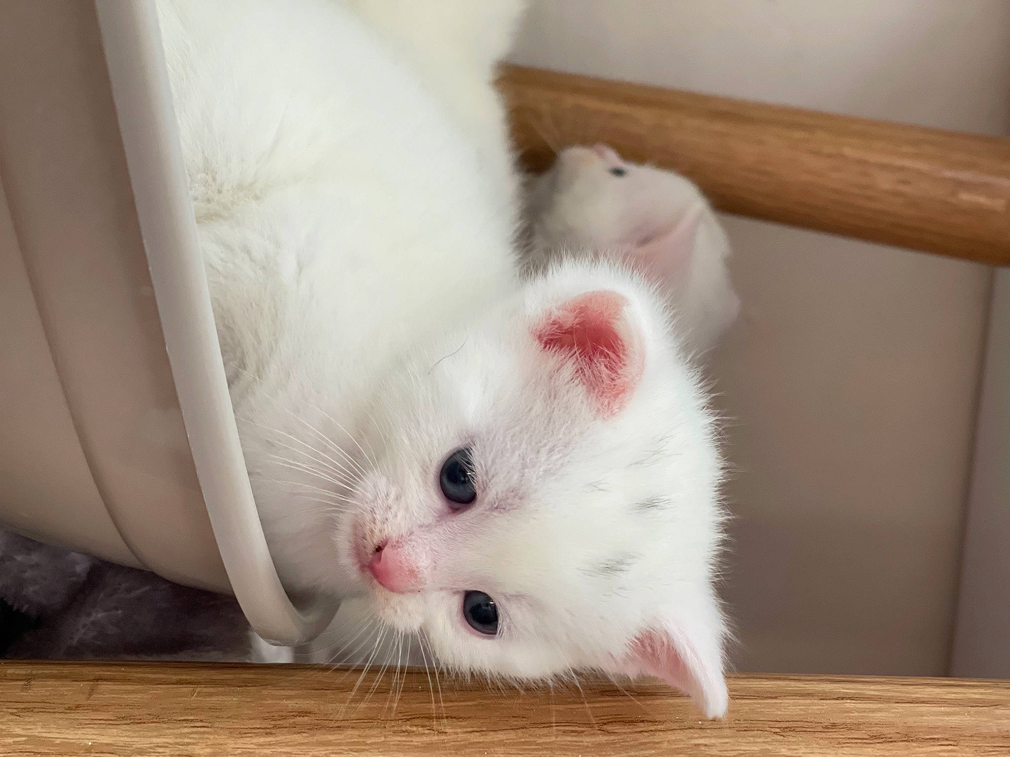 Frankie is registered to the contest to win money with this photo: carnivore, cat, claw, comfort, domestic_short_haired_cat, fawn, felidae, flooring, foot, fur, hardwood, paw, small_to_medium_sized_cats, snout, tail, whiskers, wood