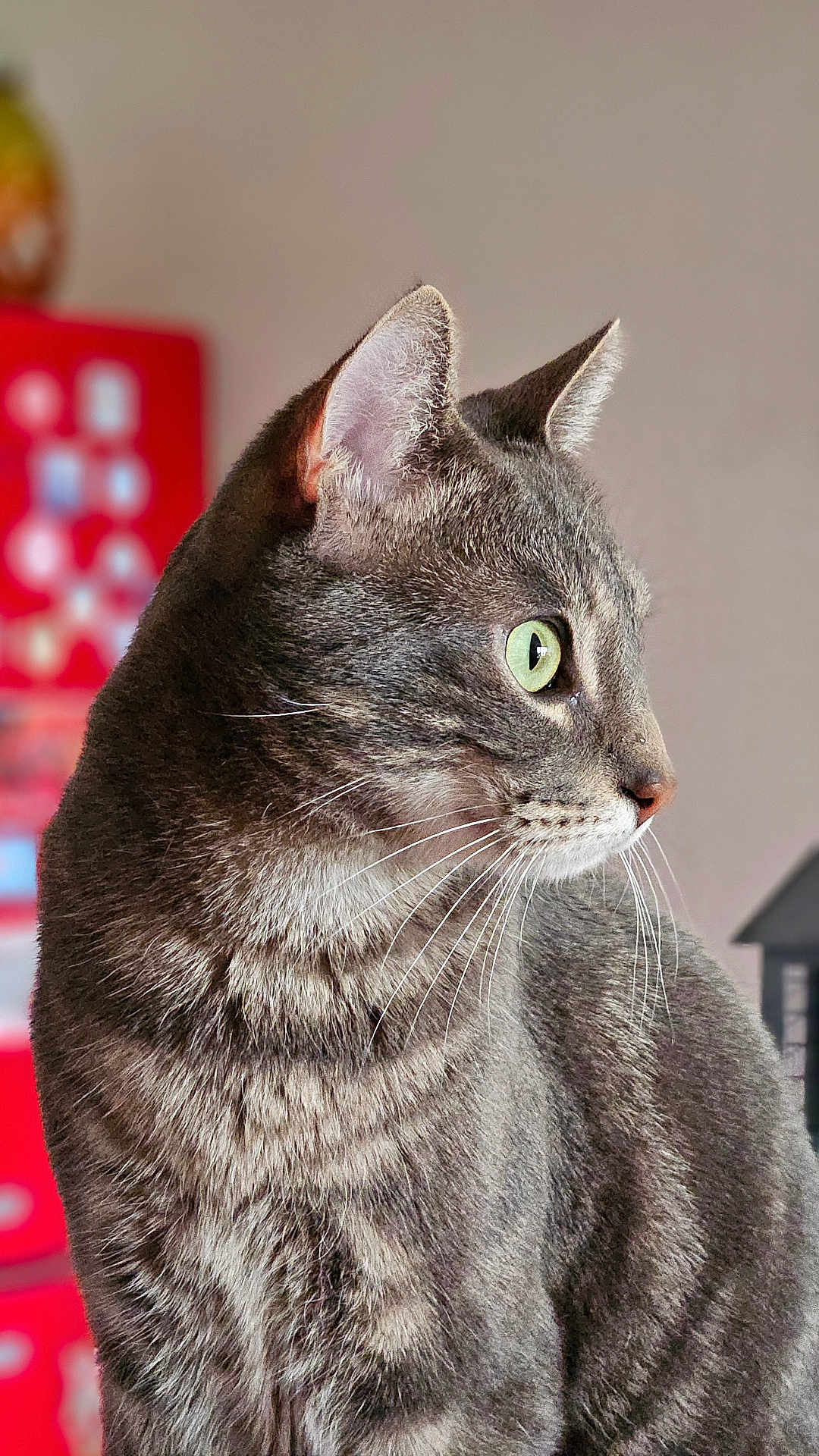 Coco participe au concours pour gagner de l'argent avec cette photo : cat, tabby, gray_fur, green_eye, close_up, portrait, whiskers, animal, pet, indoor, feline, looking_away, soft_background, blurred_background, fur_texture, alert, side_profile, domestic_cat, cute, mammal