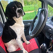 Lucien a rejoint le concours — aidez-le/la à gagner de superbes lots ! dog, black_and_white, car_seat, steering_wheel, vehicle_interior, window, greenery, nature, outdoor, pet, canine, seat_cover, dashboard, keys, gear_shift, leash, calm, sitting, portrait, daylight