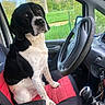 black_and_white, calm, canine, car_seat, dashboard, daylight, dog, gear_shift, greenery, keys, leash, nature, outdoor, pet, portrait, seat_cover, sitting, steering_wheel, vehicle_interior, window