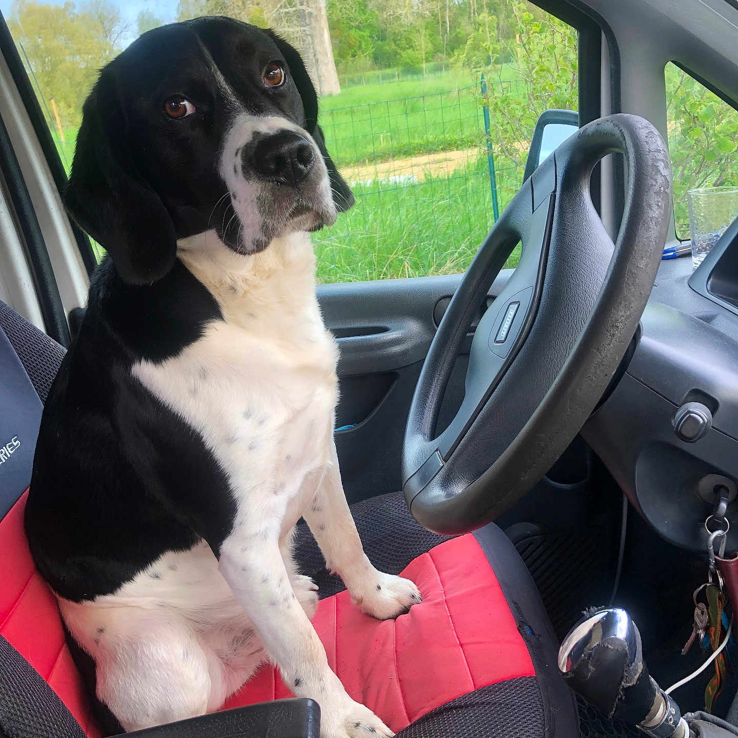 Lucien a rejoint le concours — aidez-le/la à gagner de superbes lots ! dog, black_and_white, car_seat, steering_wheel, vehicle_interior, window, greenery, nature, outdoor, pet, canine, seat_cover, dashboard, keys, gear_shift, leash, calm, sitting, portrait, daylight