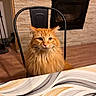 cat, orange_cat, fluffy, sitting, chair, table, tablecloth, indoor, fireplace, stone_wall, wood_floor, pet, feline, fur, looking, domestic_animal, cozy, home, animal, portrait