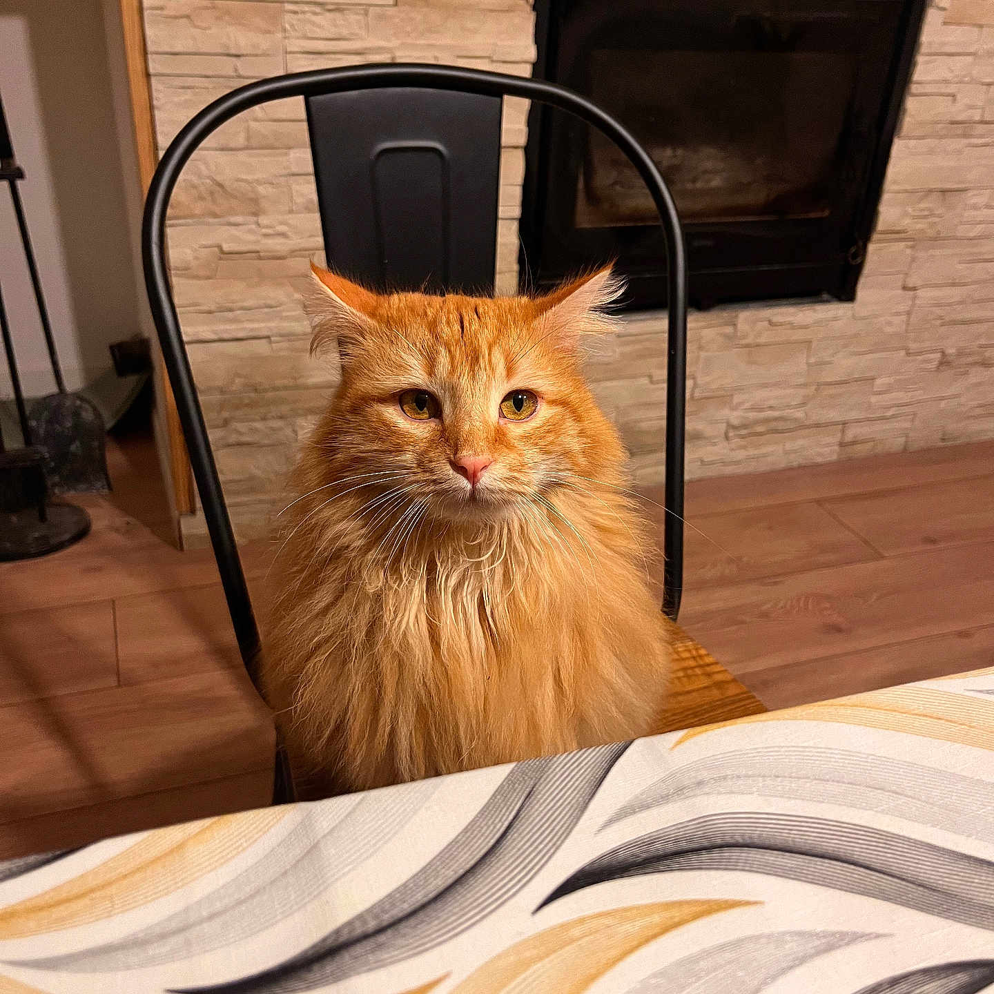 Pito a rejoint le concours — aidez-le/la à gagner de superbes lots ! cat, orange_cat, fluffy, sitting, chair, table, tablecloth, indoor, fireplace, stone_wall, wood_floor, pet, feline, fur, looking, domestic_animal, cozy, home, animal, portrait
