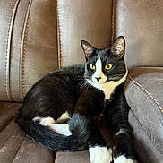 Astro is registered to the contest to win money with this photo: cat, tuxedo_cat, black_and_white, pet, animal, yellow_eyes, whiskers, white_paws, sitting, lounging, indoor, armchair, leather, furniture, portrait, close_up, relaxed, alert, home, cozy