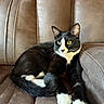 cat, tuxedo_cat, black_and_white, pet, animal, yellow_eyes, whiskers, white_paws, sitting, lounging, indoor, armchair, leather, furniture, portrait, close_up, relaxed, alert, home, cozy