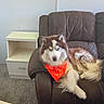 Thor is registered to the contest to win money with this photo: animal, bandana, brown_leather_chair, canine, carpet, companion, dog, domestic, fluffy, fur, furniture, home, husky, indoor, living_room, orange_bandana, pet, relaxed, sitting, white_nightstand