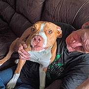 Tank joined the competition — help win amazing prizes! affection, animal, brown_leather, casual_clothing, comfort, companion, couch, dog, expression, friendship, furniture, human, indoor, lap, man, pet, portrait, relaxation, seated, wide_eyes