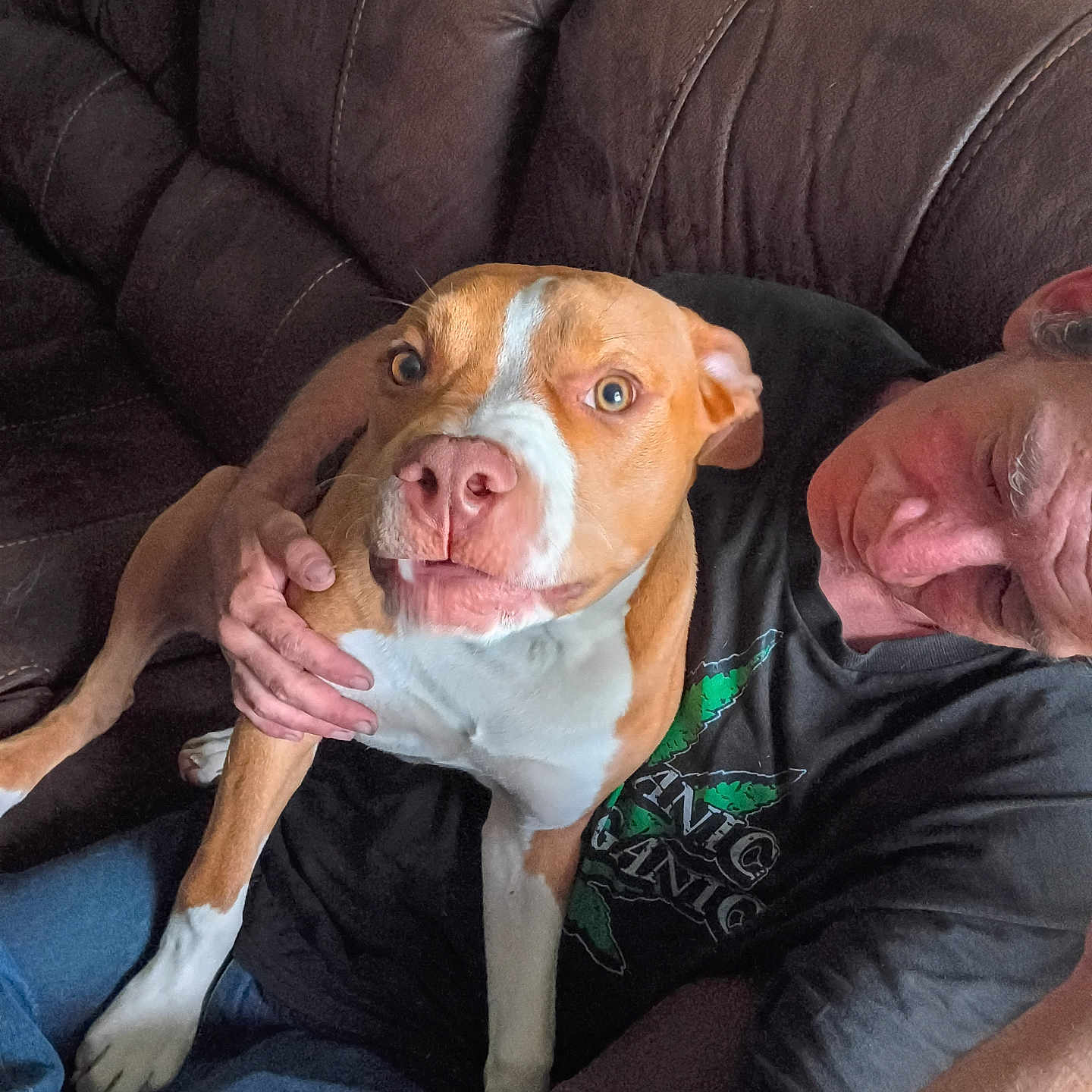 Tank joined the competition — help win amazing prizes! affection, animal, brown_leather, casual_clothing, comfort, companion, couch, dog, expression, friendship, furniture, human, indoor, lap, man, pet, portrait, relaxation, seated, wide_eyes