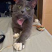 Mouse joined the competition — help win amazing prizes! cat, gray_cat, white_paws, pink_chest, pet, indoor, bed, toy_mouse, remote_control, curious, whiskers, ears, feline, stretching, closeup, domestic_animal, household, resting, playful, collar