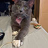 cat, gray_cat, white_paws, pink_chest, pet, indoor, bed, toy_mouse, remote_control, curious, whiskers, ears, feline, stretching, closeup, domestic_animal, household, resting, playful, collar