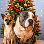 dog, small_dog, large_dog, christmas_tree, ornaments, red_bow, holiday, festive, decorations, lights, cushion, indoor, pets, portrait, cute, companionship, together, animal, christmas, seasonal